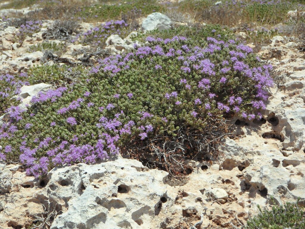 Planta de tomillo en flor sobre roca