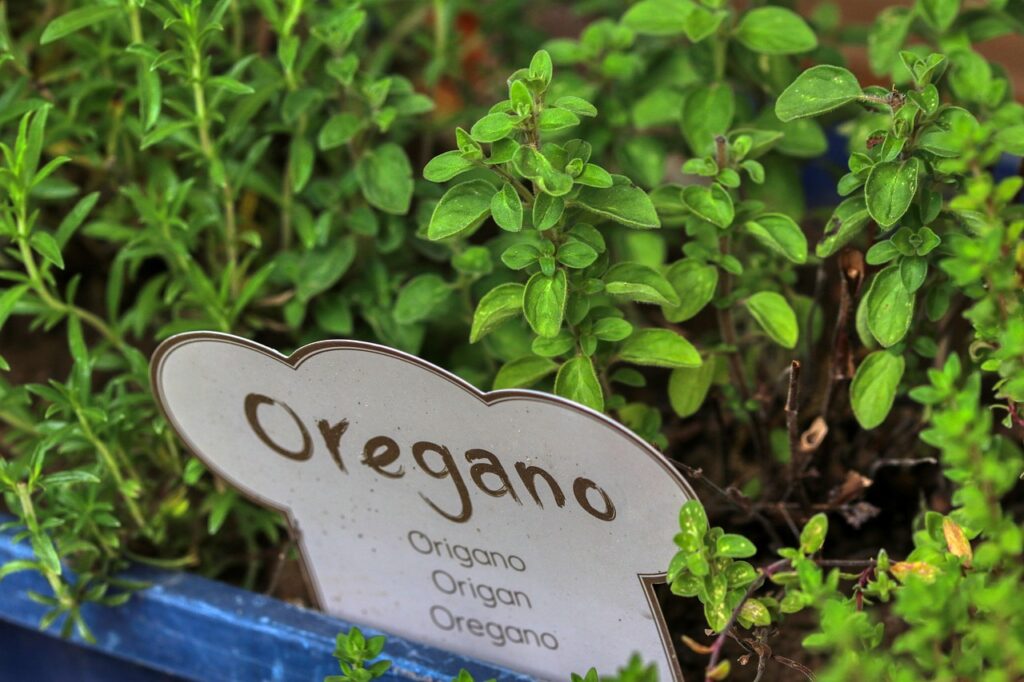 Plantas de oregano