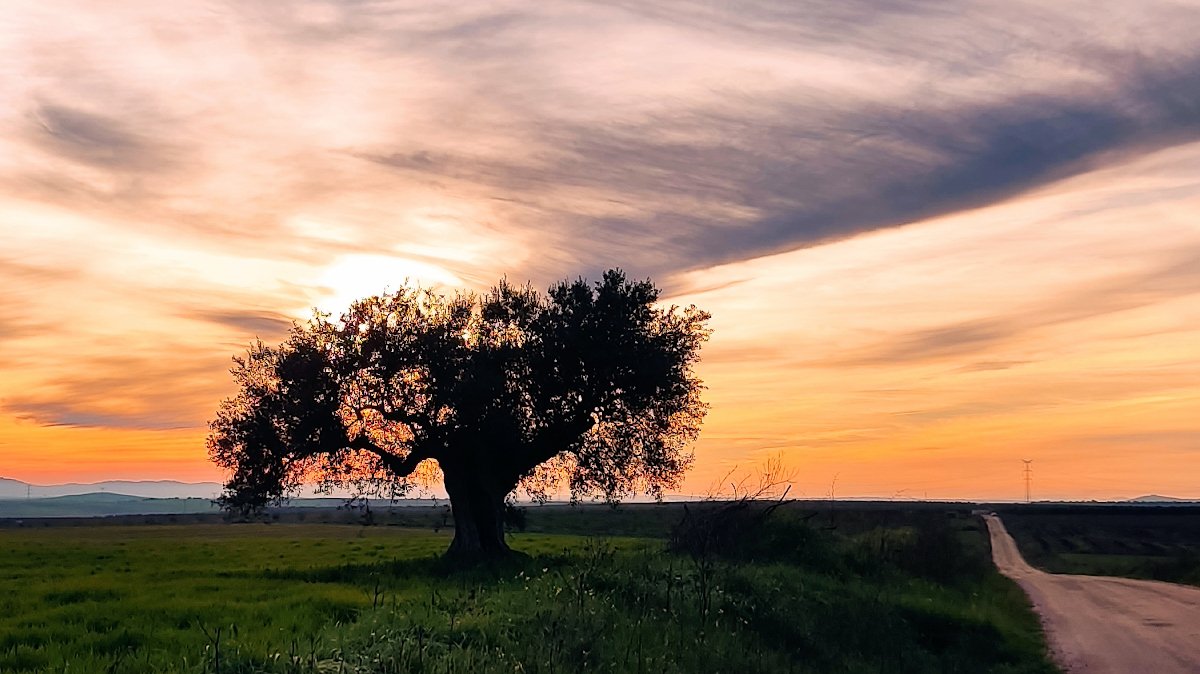 Olivo y puesta de sol